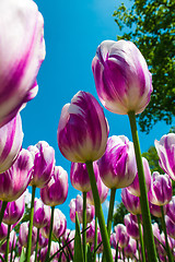 Image showing Tulip field in Keukenhof Gardens, Lisse, Netherlands