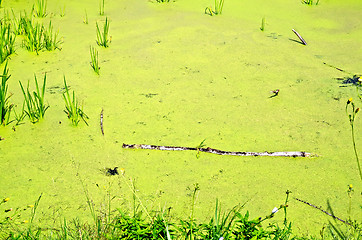 Image showing Pond overgrown with duckweed and grass