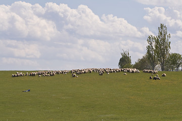 Image showing Sheep grazing