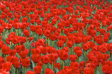 Image showing Field of red tulips