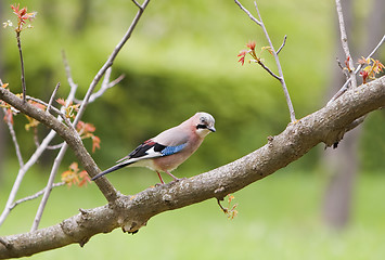 Image showing The jay