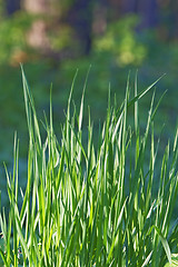 Image showing Grass