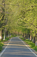 Image showing Road in a summer park