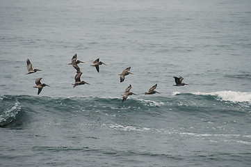 Image showing Flying in formation