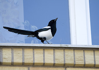 Image showing Magpie