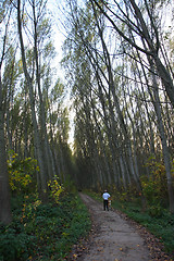 Image showing Beautiful forest alley