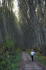 Image showing Beautiful forest alley