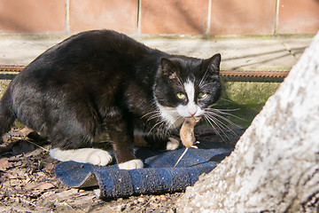 Image showing Street cat caught the mouse in the yard