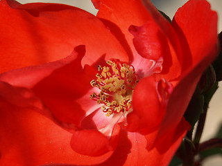 Image showing red rose