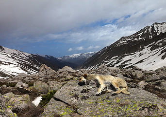 Image showing Dog sleeping on stone in mountains