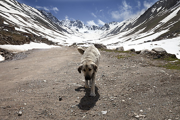 Image showing Dog on dirt road in spring mountains