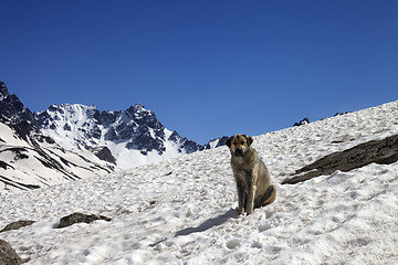 Image showing Dog in snowy mountains at spring