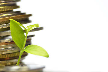 Image showing Plant and lot of coins