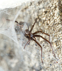 Image showing spider in the Liocranidae family on web