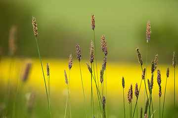 Image showing grass on meadow with color background