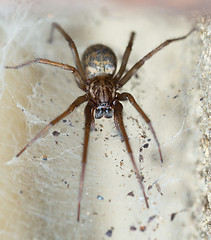 Image showing spider in the Liocranidae family on web