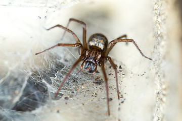 Image showing spider in the Liocranidae family on web