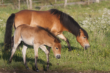 Image showing gotland ponies