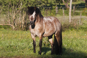 Image showing gotland pony