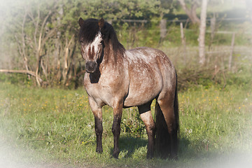 Image showing gotland pony