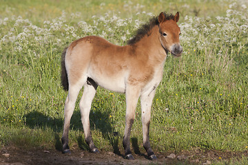 Image showing pony colt