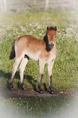 Image showing gotland pony foal