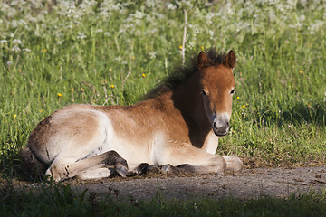 Image showing foal