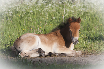 Image showing pony foal