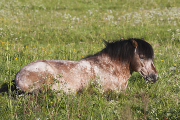 Image showing gotland pony