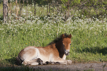 Image showing gotland pony foal