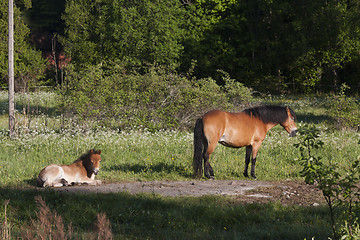 Image showing gotland pony