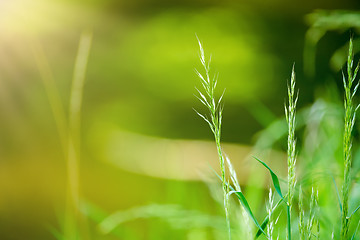 Image showing spring grass on Riverside with shallow focus