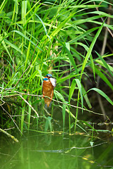 Image showing Common Kingfisher (Alcedo Atthis) - Male with Fish