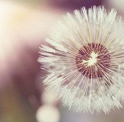 Image showing close up of Dandelion on background green grass