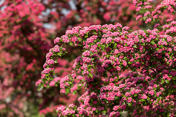 Image showing Flowers pink hawthorn. Tree pink hawthorn