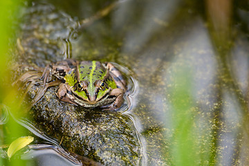 Image showing perfectly masked Edible frog in water