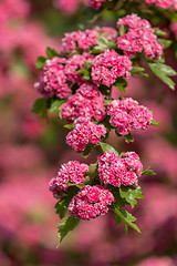 Image showing Flowers pink hawthorn. Tree pink hawthorn