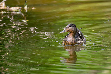 Image showing Mallard Duck Anas platyrhynchos, Female on river