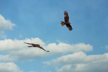 Image showing The western marsh harrier male and female