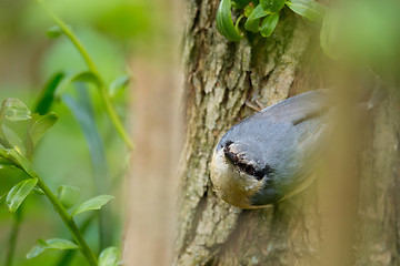 Image showing Eurasian nuthatch (Sitta europaea)