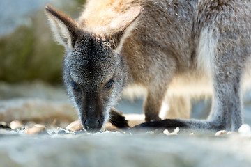 Image showing Closeup of a Red-necked Wallaby baby