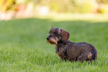 Image showing female portrait of brown dachshund