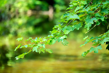 Image showing spring twig on Riverside with shallow focus