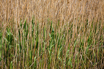 Image showing reeds at the pond background