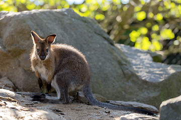 Image showing Closeup of a Red-necked Wallaby baby