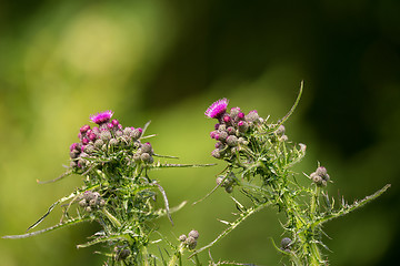 Image showing Purple thistle in green meadow