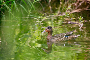 Image showing Mallard Duck Anas platyrhynchos, Female on river