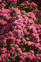 Image showing Flowers pink hawthorn. Tree pink hawthorn