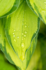 Image showing water drops on green plant leaf 