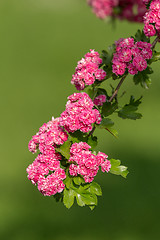 Image showing Flowers pink hawthorn. Tree pink hawthorn